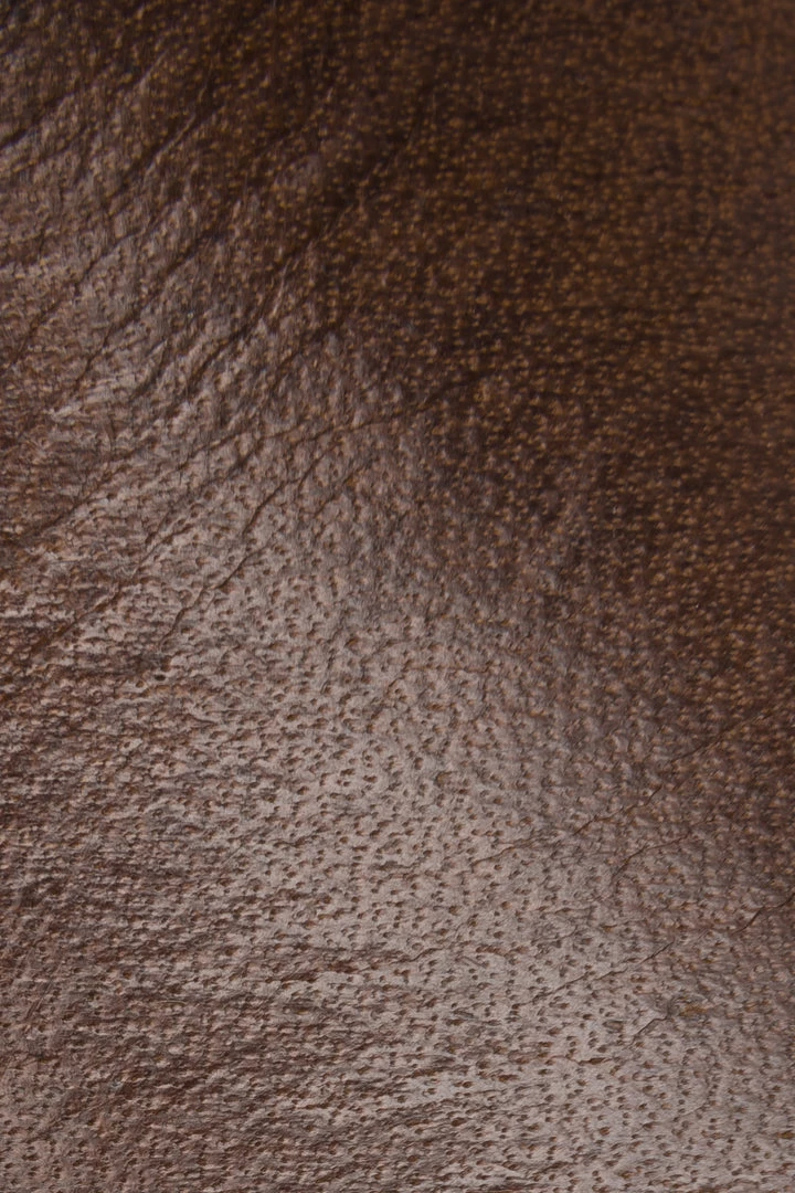 The Frye Company Lewis Penny 5 The Frye Company Lewis Penny