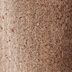 The Frye Company Walker Low 13 The Frye Company Walker Low