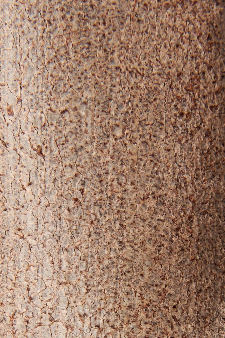 The Frye Company Walker Low 7 The Frye Company Walker Low